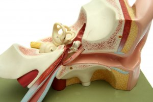 ear-1419024